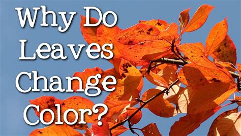 Why Do Leaves Change Color What Makes The Leaves Fall Freeschool