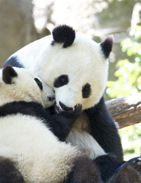 Panda Hug Too Cute To Bear