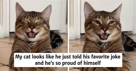 Meet Chestnut The Cat From The Dad Joke Meme The Internet Has Fallen