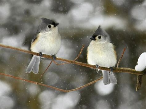 Download Winter Bird Wallpaper Gallery