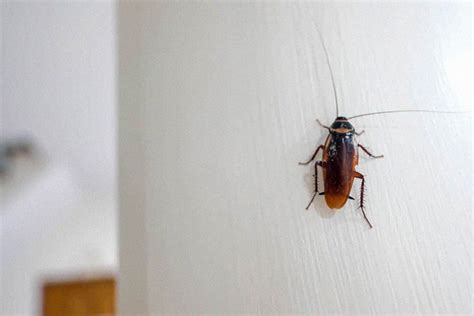 Your Unwanted Housemate Steps To Get Rid Of Cockroaches In Your Home