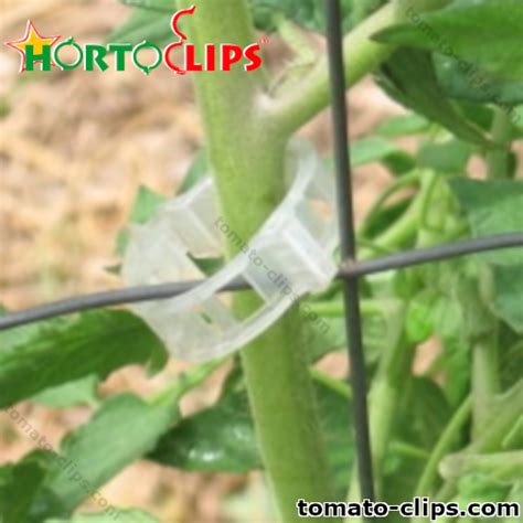 Learn More About Trellising With Tomato Clips Tomato Clips