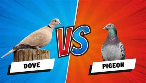 The Difference Between A Dove Vs A Pigeon Explained Pigeonpedia