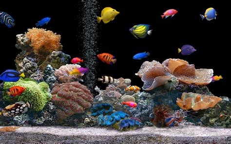 49 Moving Aquarium Wallpaper Wallpapersafari