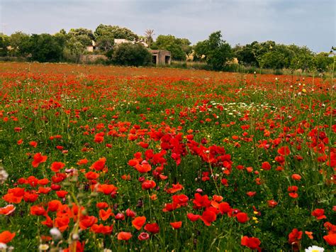 Mohnblumenfeld Poppy Field Achim 51 Flickr