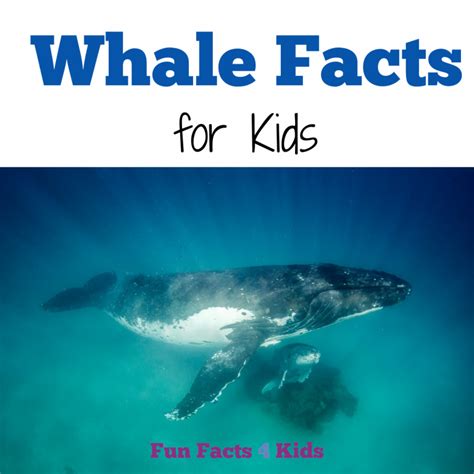 Interesting Whale Facts For Kids Fun Facts 4 Kids
