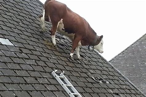 Cow Stuck On Roof Is The Most Bizarre Thing Youll See All Day Mirror