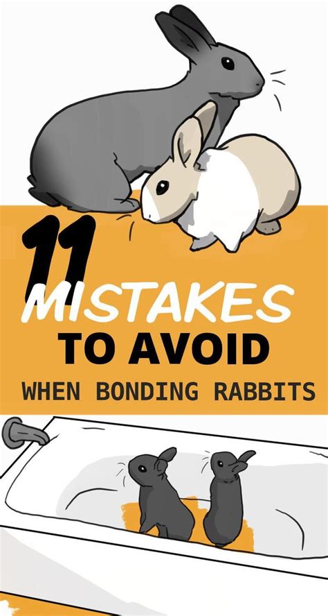 11 Common Rabbit Bonding Mistakes To Avoid Bonding Rabbits Pet Bunny