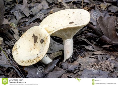 Alabama Forest Floor With Mushrooms Stock Image Image Of Forest