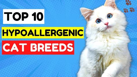 Top 10 Hypoallergenic Cat Breeds Best Cats For Allergies The Safest