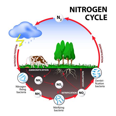 Nutrient Cycles Nature Journals
