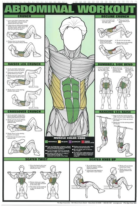 Abdominal Workout Chart X Cm Cm Poster