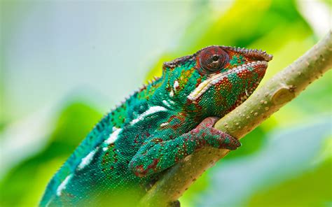 Colorful Chameleon 4k Wallpapers Hd Wallpapers Id 18854