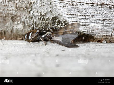 Cebras saltando Spider matar y alimentarse de una mosca Caddis Fotografía de stock Alamy