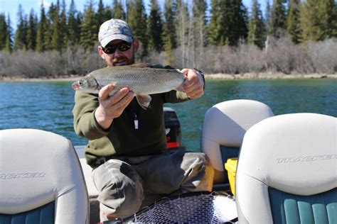 Whitefish Bite Is Coming To Flathead Lake Chancey At Snappys Sports