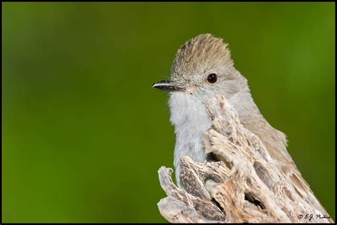 Maybe you would like to learn more about one of these? Ash-throated Flycatcher Page
