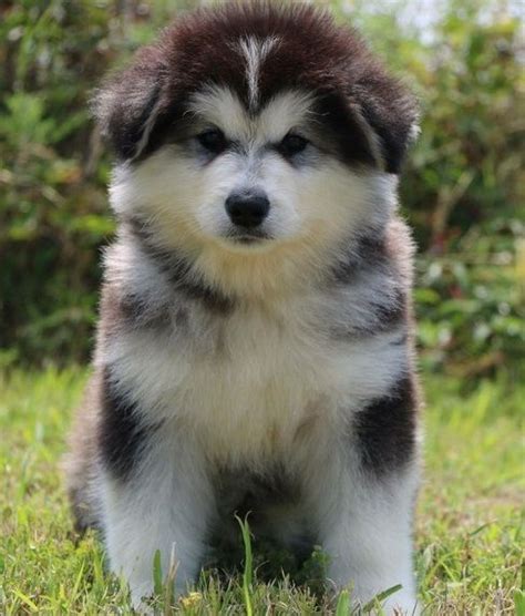 I have studied genetics since i was quite young (being the only redhead in the this are very good looking alaskan malamute puppies for x mas they are playful and love the. Alaskan Malamute Puppies For Sale | Lansing, MI #286216