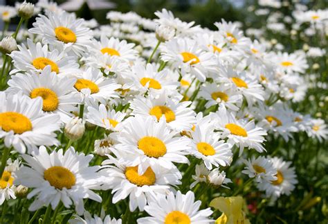 Daisies Free Photo Download Freeimages