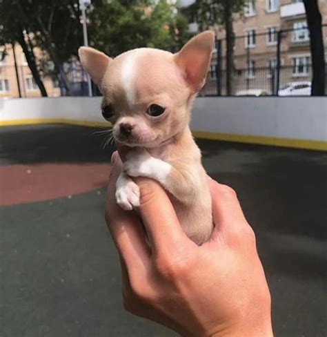 Teacup Chihuahua Chiwawa Dog Pets Lovers
