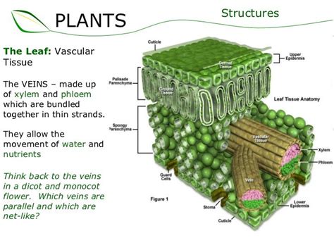 The Leaf Vascular Tissue The Veins Made Up Of Xylem And Phloem Which