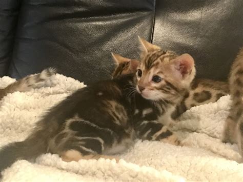 Bengal Cats For Sale Chicago IL 278207 Petzlover