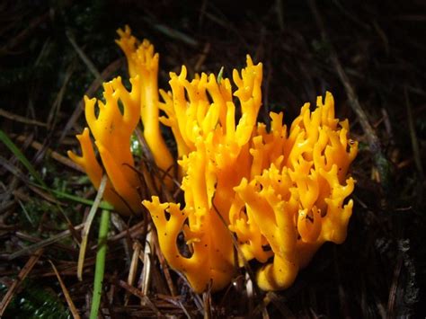 Tremellales, dacrymycetales, auriculariales and sebacinales. Yellow Stagshorn Fungus (Calocera... © Lairich Rig ...