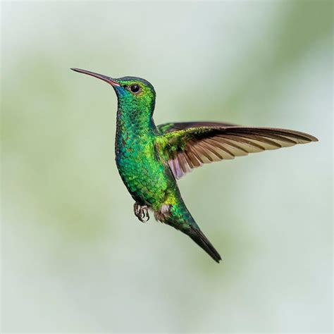 Blue Chinned Sapphire Hummingbird In Flight Dancing In The Air