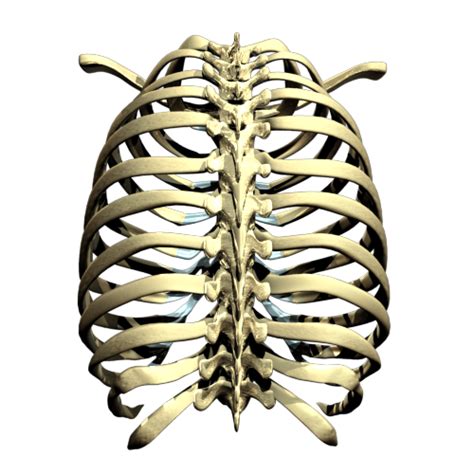 Rib Cage Png Picture Png All Png All