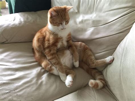 35 Funny Photos Of Cats Sitting Like Humans