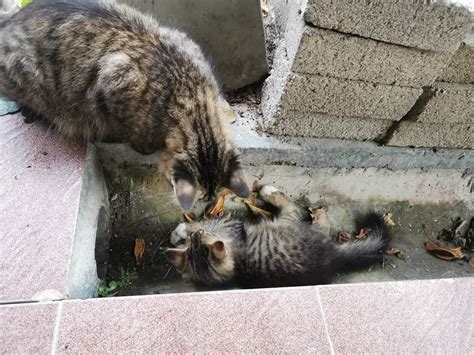 Tak sempurna mencintaimu live episod 8 tonton kepala bergetar video. VIDEO Kepala Tersangkut Lubang, Lawak Habis Gelagat ...