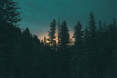 Hd Wallpaper Silhouette Of Pine Trees During Golden Hour Black Cyan