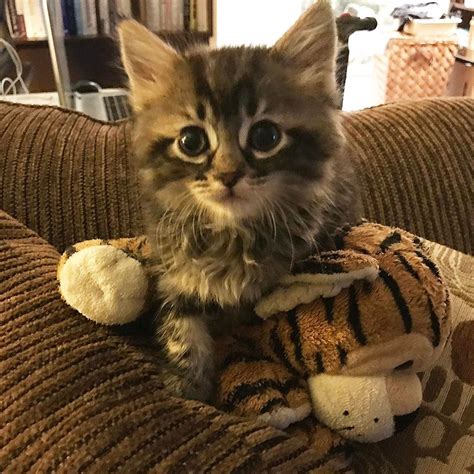 Global Inspiration: These Cute, Adorable & Playful Foster Kittens are ...