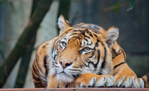What Is A Chinese Tiger With Pictures