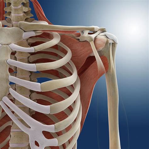 Shoulder Anatomy Photograph By Springer Medizin Pixels