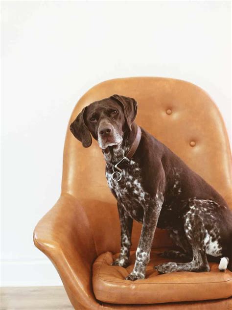 German Shorthaired Pointer Lab Mix Breed Information Guide Your Dog