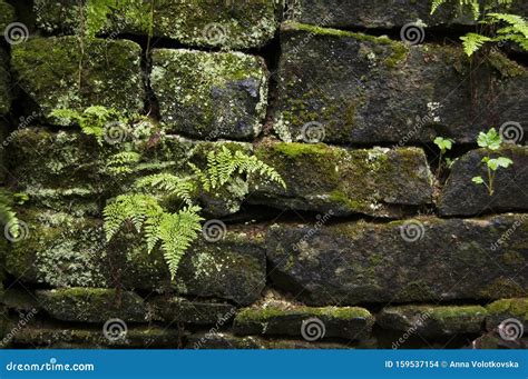 Old Stone Wall Covered With Moss And Fern Wall Texture Covered With