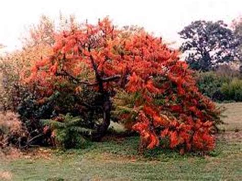 The Sumac Tree Presentation Geography