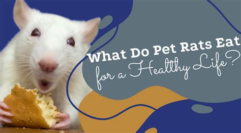 What Do Pet Rats Eat For A Healthy Life Pet Rat Nutrition