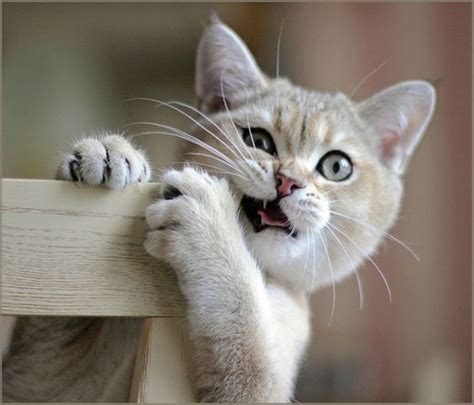 Pancakes are not a suitable food item for cats. Why Does My Cat Eat Plastic | Cats, Crazy cats, Animals