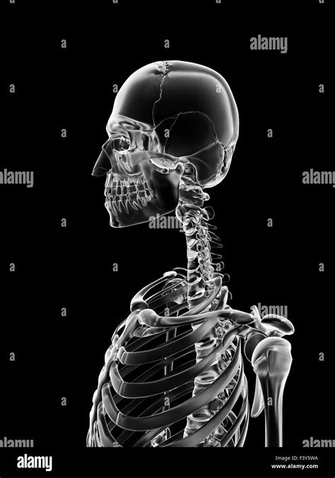 Medical Illustration Of The Skull And Neck Stock Photo Alamy