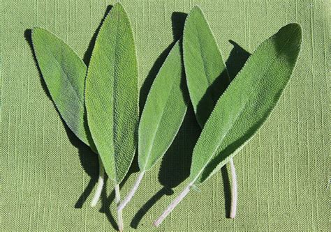 Hopefully my new rosemary will survive. Sage Leaf Benefits, Herbal Uses for Cognitive Functions ...