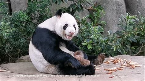 Giant Panda Kai Kai Lunch Treats 大熊猫凯凯的午餐 新加坡河川生态园 Youtube