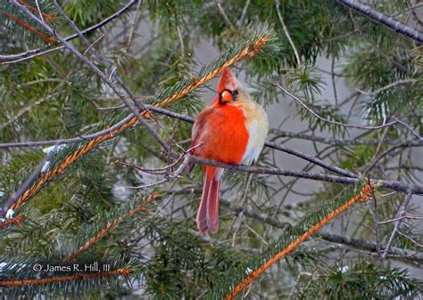 Once In A Lifetime Half Male Half Female Cardinal Photographed In