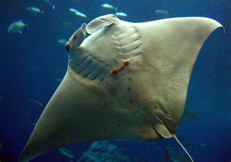 Baby Manta Ray At Japan Aquarium Dies