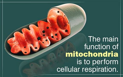 Mitochondria Functions With Images Mitochondria Cellular