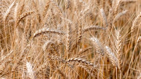 Premium Photo Barley Field Texture And Background Harvest Of Wheat