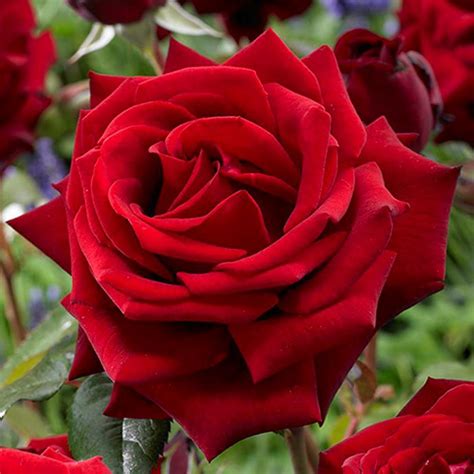 5 Of The Most Fragrant Rose Varieties Australian House And Garden