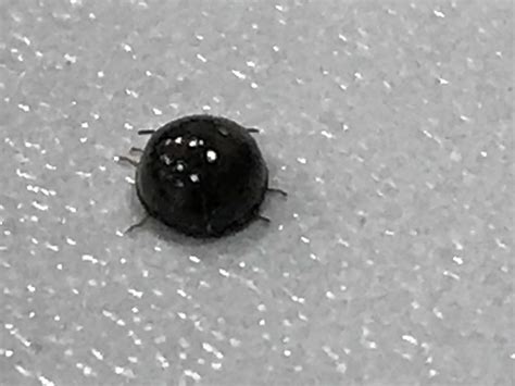 Small Black Bugs With Hard Shell In House Identificat