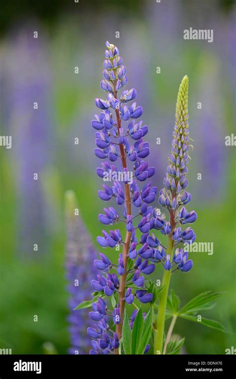 Blue Lupin Lupinus Angustifolius Stock Photo Alamy