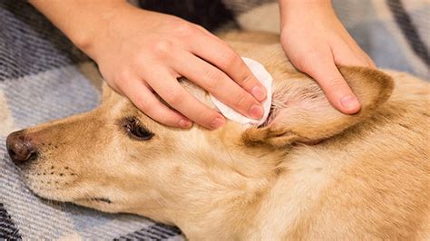What types of dogs are hypoallergenic? Dog Ear Infections - DogTheLove